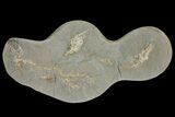 Fossil Capelin Fish (Mallotus) Nodule - Canada #136152-1